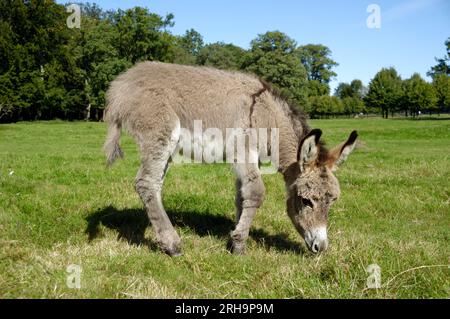 Ein süßes Eselfohlen isst grünes Gras Stockfoto