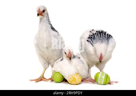 Hühner mit Ostereier. Isoliert auf weißem Hintergrund. Stockfoto