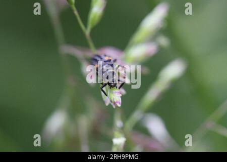 marienkäfer-Larve auf Pflanze im Garten Stockfoto