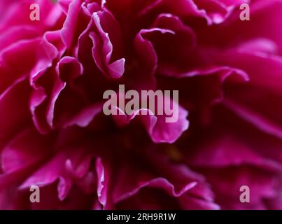 Ein Makro aus leuchtend rosa Pfingstrosenblättern Stockfoto