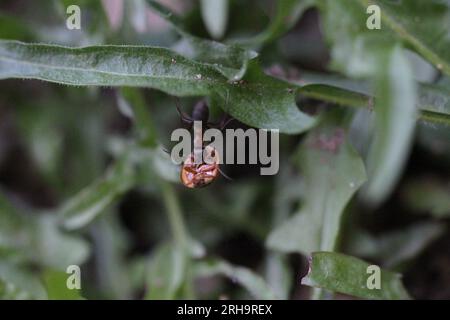 ameise im Garten mit Marienkäfer Stockfoto