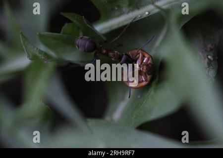 ameise im Garten mit Marienkäfer Stockfoto