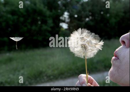 Einen Löwenzahn-Samenkopf blasen Stockfoto