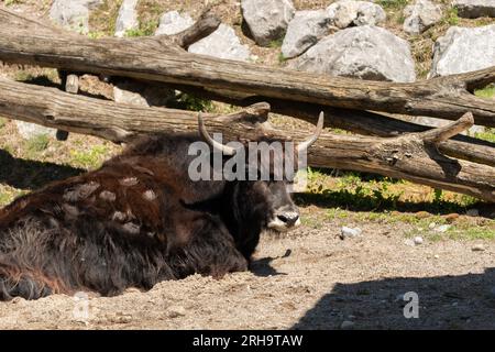 Zürich, Schweiz, 3. August 2023 Wild Yak oder Bos Mutus F. grunniens an einem sonnigen Tag im Zoo Stockfoto