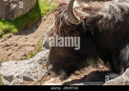 Zürich, Schweiz, 3. August 2023 Wild Yak oder Bos Mutus F. grunniens an einem sonnigen Tag im Zoo Stockfoto