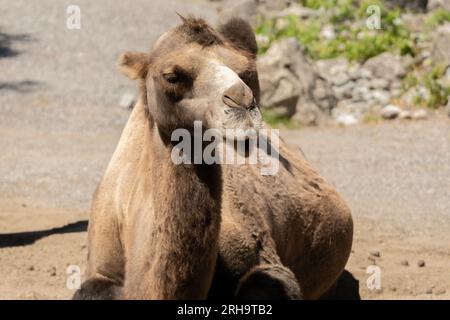 Zürich, Schweiz, 3. August 2023 Wild Bactrian Camel oder Camelus Ferus F. Bactriana mit einem lustigen lächelnden Gesicht im Zoo Stockfoto