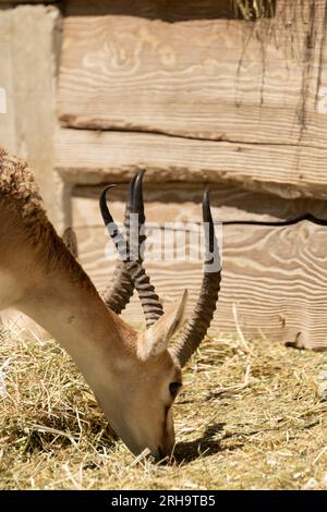 Zürich, Schweiz, 3. August 2023 Goitered Gazelle oder Gazella Subgutturosa Subgutturosa an einem sonnigen Tag im Zoo Stockfoto