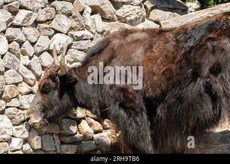 Zürich, Schweiz, 3. August 2023 Wild Yak oder Bos Mutus F. grunniens an einem sonnigen Tag im Zoo Stockfoto