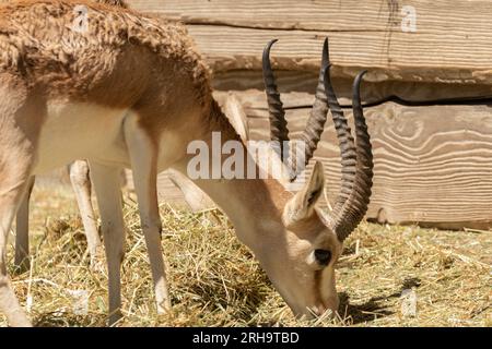 Zürich, Schweiz, 3. August 2023 Goitered Gazelle oder Gazella Subgutturosa Subgutturosa an einem sonnigen Tag im Zoo Stockfoto