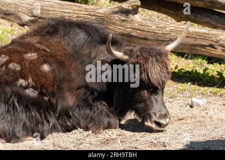 Zürich, Schweiz, 3. August 2023 Wild Yak oder Bos Mutus F. grunniens an einem sonnigen Tag im Zoo Stockfoto