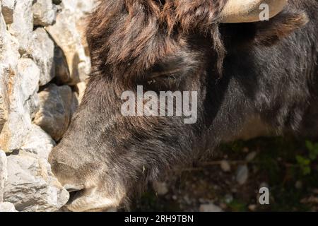 Zürich, Schweiz, 3. August 2023 Wild Yak oder Bos Mutus F. grunniens an einem sonnigen Tag im Zoo Stockfoto