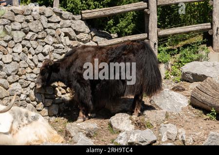 Zürich, Schweiz, 3. August 2023 Wild Yak oder Bos Mutus F. grunniens an einem sonnigen Tag im Zoo Stockfoto