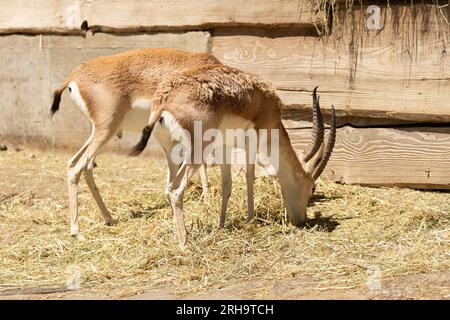 Zürich, Schweiz, 3. August 2023 Goitered Gazelle oder Gazella Subgutturosa Subgutturosa an einem sonnigen Tag im Zoo Stockfoto