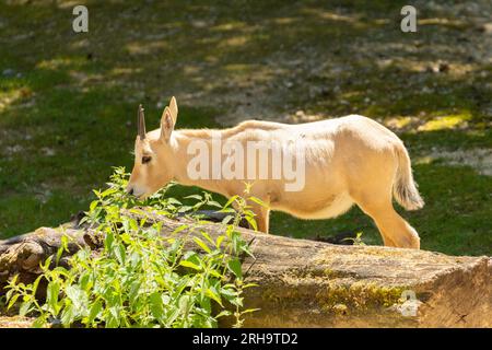 Zürich, Schweiz, 3. August 2023 schöner junger arabischer Oryx oder Oryx Leucomyx im Zoo Stockfoto