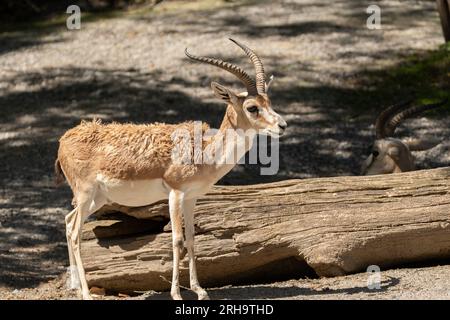 Zürich, Schweiz, 3. August 2023 Goitered Gazelle oder Gazella Subgutturosa Subgutturosa an einem sonnigen Tag im Zoo Stockfoto