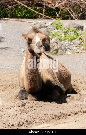 Zürich, Schweiz, 3. August 2023 Wild Bactrian Camel oder Camelus Ferus F. Bactriana mit einem lustigen lächelnden Gesicht im Zoo Stockfoto