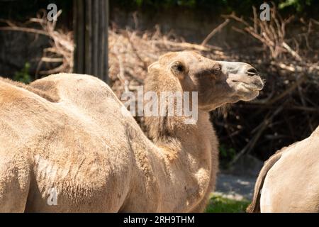 Zürich, Schweiz, 3. August 2023 Wild Bactrian Camel oder Camelus Ferus F. Bactriana mit einem lustigen lächelnden Gesicht im Zoo Stockfoto