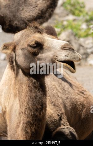 Zürich, Schweiz, 3. August 2023 Wild Bactrian Camel oder Camelus Ferus F. Bactriana mit einem lustigen lächelnden Gesicht im Zoo Stockfoto