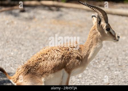 Zürich, Schweiz, 3. August 2023 Goitered Gazelle oder Gazella Subgutturosa Subgutturosa an einem sonnigen Tag im Zoo Stockfoto