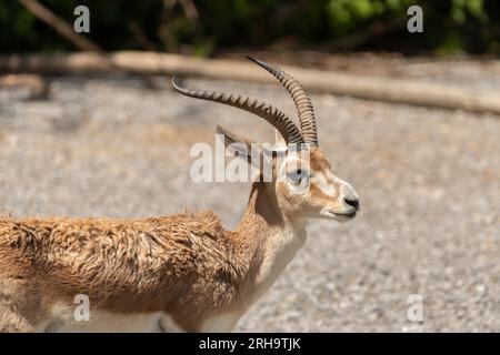 Zürich, Schweiz, 3. August 2023 Goitered Gazelle oder Gazella Subgutturosa Subgutturosa an einem sonnigen Tag im Zoo Stockfoto