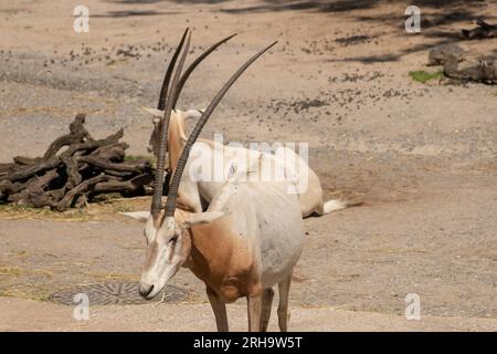 Zürich, Schweiz, 3. August 2023 Arabian Oryx oder Oryx Leucoryx an einem sonnigen Tag im Zoo Stockfoto