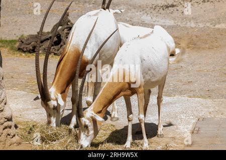 Zürich, Schweiz, 3. August 2023 Arabian Oryx oder Oryx Leucoryx an einem sonnigen Tag im Zoo Stockfoto