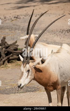 Zürich, Schweiz, 3. August 2023 Arabian Oryx oder Oryx Leucoryx an einem sonnigen Tag im Zoo Stockfoto