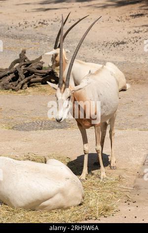 Zürich, Schweiz, 3. August 2023 Arabian Oryx oder Oryx Leucoryx an einem sonnigen Tag im Zoo Stockfoto