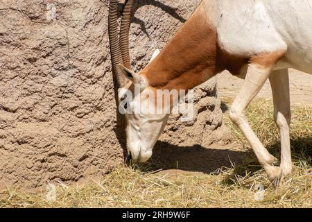 Zürich, Schweiz, 3. August 2023 Arabian Oryx oder Oryx Leucoryx an einem sonnigen Tag im Zoo Stockfoto