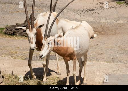 Zürich, Schweiz, 3. August 2023 Arabian Oryx oder Oryx Leucoryx an einem sonnigen Tag im Zoo Stockfoto