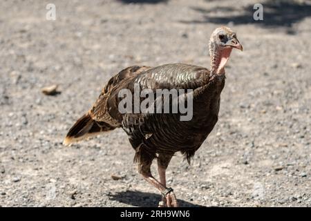 Zürich, Schweiz, 3. August 2023 wilder Truthahn oder Meleagris gallopavo an einem sonnigen Tag im Zoo Stockfoto