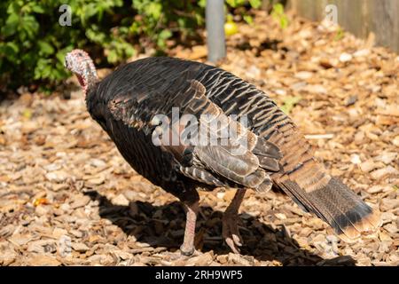 Zürich, Schweiz, 3. August 2023 wilder Truthahn oder Meleagris gallopavo an einem sonnigen Tag im Zoo Stockfoto