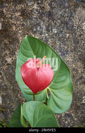 Rote Anthuriumblume mit Blättern, auch bekannt als Schwanzblume, Flamingo- und Lakelafblume, tropfenförmig mit gelbem Spadix isoliert auf strukturiertem Hintergrund Stockfoto