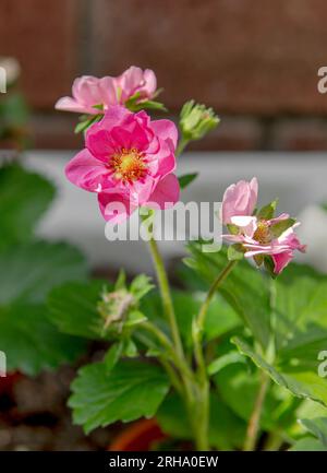 Wunderschöne rosa blühende Zierpflanze in Blüte. Abwechslungsreiche Sommerbrise. Stockfoto