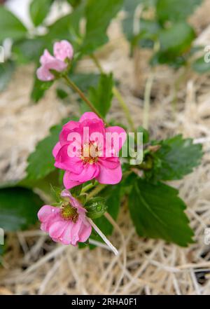 Wunderschöne rosa blühende Zierpflanze in Blüte. Abwechslungsreiche Sommerbrise. Stockfoto