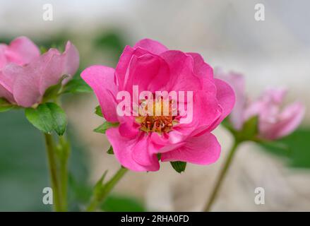 Wunderschöne rosa blühende Zierpflanze in Blüte. Abwechslungsreiche Sommerbrise. Stockfoto