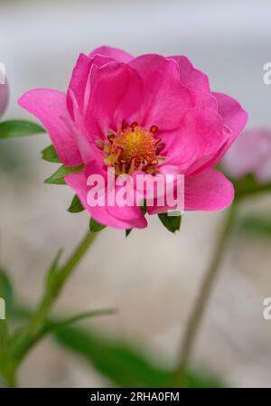 Wunderschöne rosa blühende Zierpflanze in Blüte. Abwechslungsreiche Sommerbrise. Stockfoto