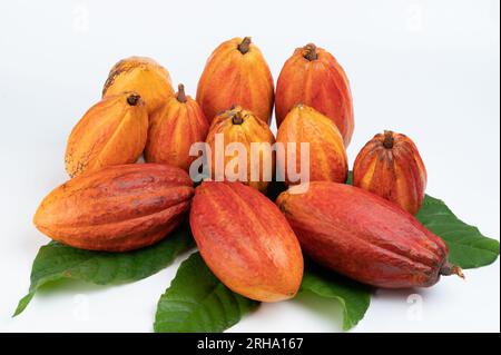 Glänzend orangefarbene Kokaopapeten lagen auf grünen Blättern, die auf weißem Studiohintergrund isoliert waren Stockfoto