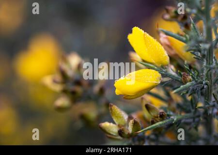 Die gelben Blumen von Ulex, gemeinhin als Gorse, Furze oder Whine bekannt, sind die Gattung der blühenden Pflanzen der Familie Fabaceae. Stockfoto