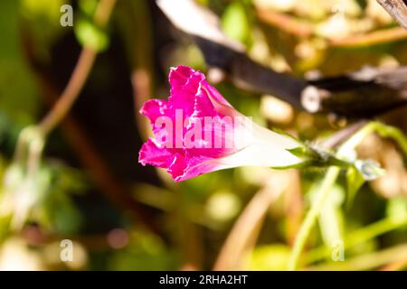 Ein wunderschöner pinkfarbener Ipomoea-Blumenhintergrund - im Freien, Gartengrundstück Stockfoto