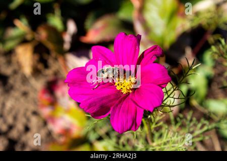Eine schöne rosa Blume kosmeya Blume, Kosmos Blume Hintergrund - im Freien, Gartengrundstück Stockfoto