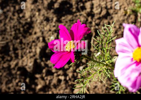 Schöne rosa Blume kosmeya Blume, Kosmos Blume Hintergrund - im Freien, Gartengrundstück Stockfoto