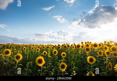 Sonnenblumenfeld an einem sonnigen Tag. Endloses Feld mit vielen Sonnenblumen bedeckt, bewölkter Himmel im Hintergrund. Stockfoto