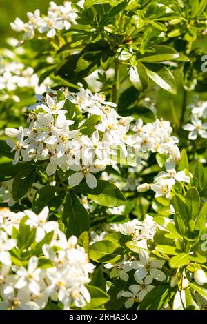 Mexikanische Orangenblüten (Choisya Ternata) Stockfoto