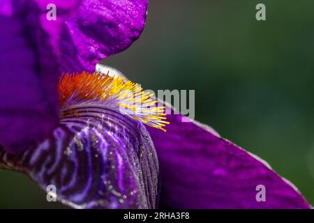 Nahaufnahme der lila Iris mit gelbem Bart Stockfoto