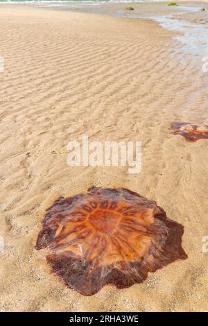 Quallen wurden an einem Strand in Fife Scotland angespült Stockfoto