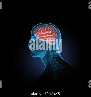 Medizinische Illustration des menschlichen Gehirns im männlichen Kopf Stockfoto