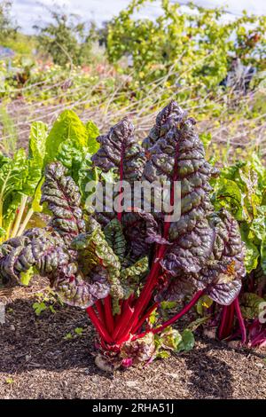 In einem potager-Garten wachsendes Schweizer Mangold-Blattgemüse. Stockfoto