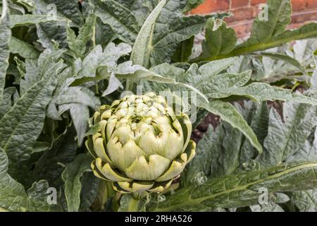 Große grüne Artischocke, die in einem Garten wächst. Stockfoto