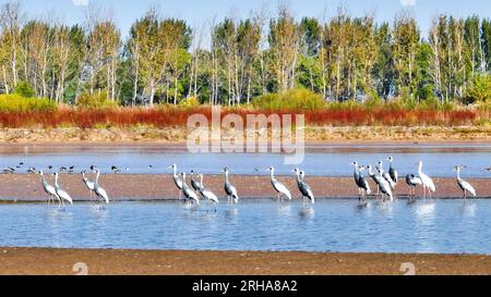 (230815) -- HANGZHOU, 15. August 2023 (Xinhua) -- Dieses Foto wurde am 18. Oktober 2022 aufgenommen und zeigt weiß genapelte Kraniche im Yellow River Delta National Nature Reserve in Ostchina der Provinz Shandong. (Foto: Yang bin/Xinhua) Stockfoto